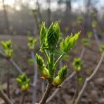 산채 재왕 산삼나무: 개두릅의 놀라운 건강 효능